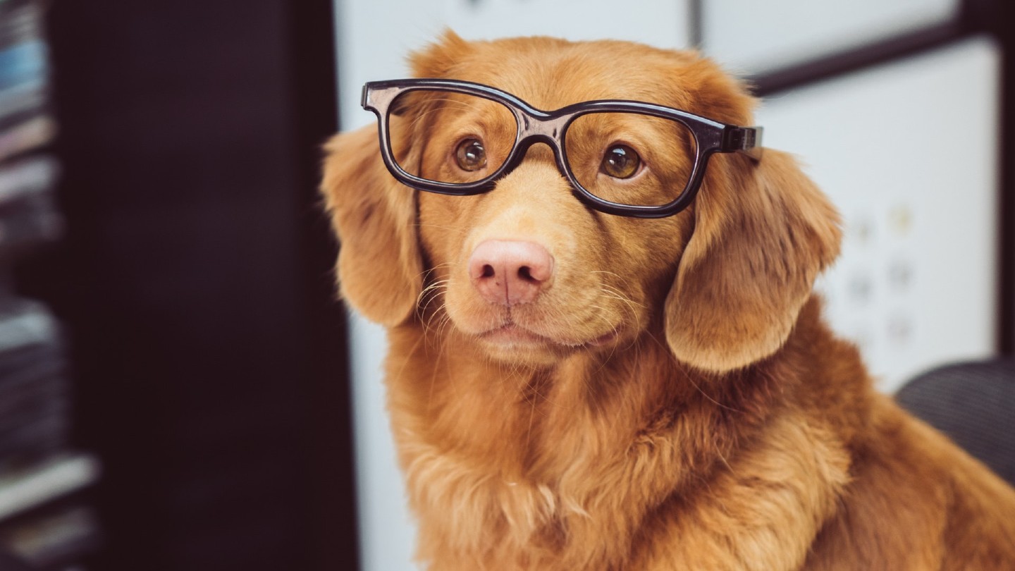 Dog with glasses