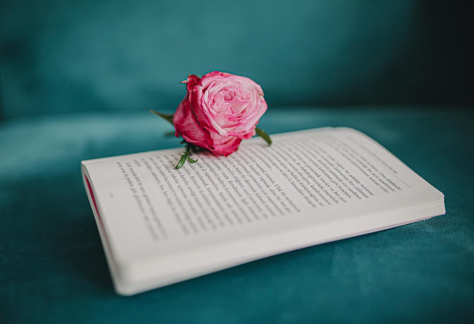 pink rose on book love in poetry